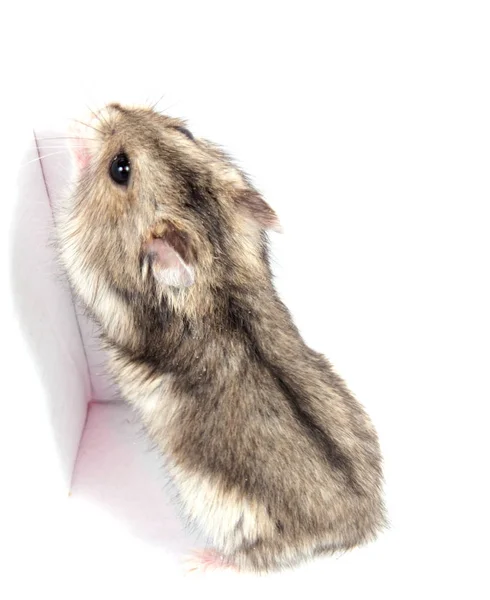 Djungarian Hamster Sawdust White Background — Stock Photo, Image