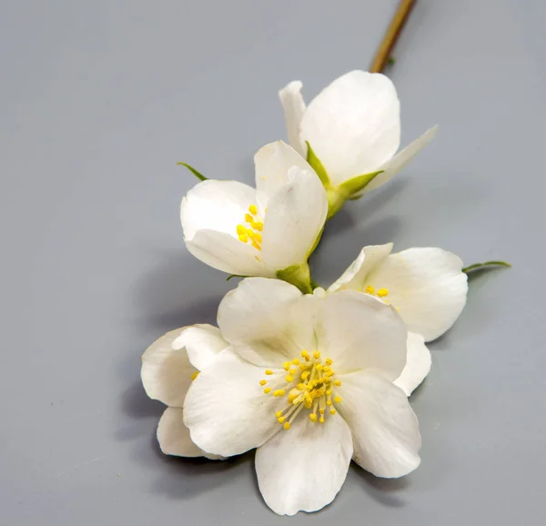 Branch Jasmine Flower Isolated White Jasmine Flower — Stock Photo, Image