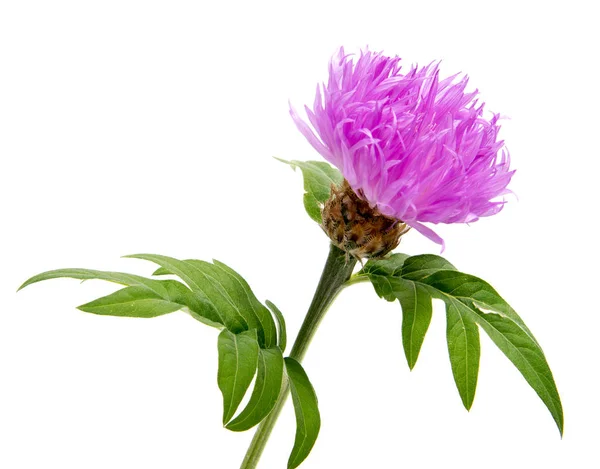 Hermosas Flores Margarita Aisladas Sobre Fondo Blanco Recorte — Foto de Stock