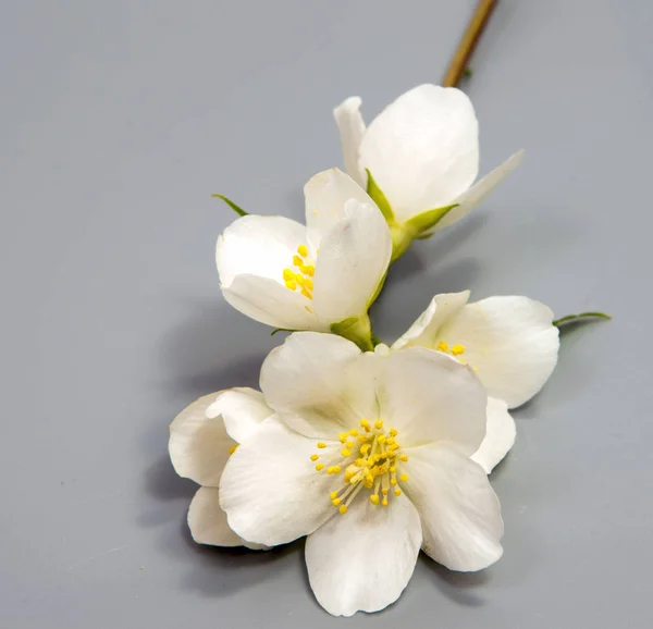 Branch Jasmine Flower Isolated White Jasmine Flower Stock Image