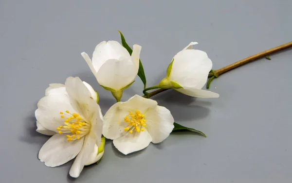 Branch Jasmine Flower Isolated White Jasmine Flower Royalty Free Stock Photos