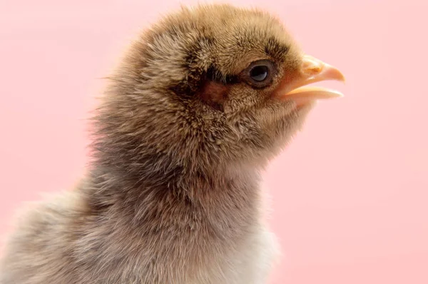 Kleine Gele Kip Geïsoleerd Een Achtergrond — Stockfoto