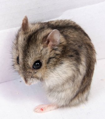 Beyaz arka planda talaş içinde Djungarian hamsterı