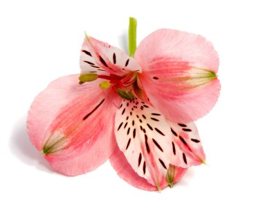 Beyaz arka plan üzerinde izole alstroemeria çiçek kafa portre