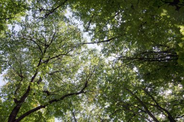 Ağaç başında ormandaki ayar güneş tarafından aydınlatılmış. Yaz saati doğa. Karanlık Orman. Açık gökyüzü ve ağaçlar üst kısımları. Doğa arka plan. Vahşi doğa
