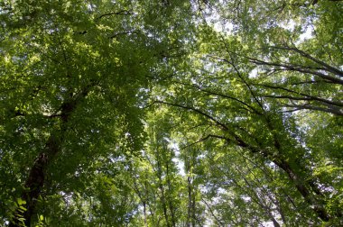 Ağaç başında ormandaki ayar güneş tarafından aydınlatılmış. Yaz saati doğa. Karanlık Orman. Açık gökyüzü ve ağaçlar üst kısımları. Doğa arka plan. Vahşi doğa