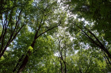 Ağaç başında ormandaki ayar güneş tarafından aydınlatılmış. Yaz saati doğa. Karanlık Orman. Açık gökyüzü ve ağaçlar üst kısımları. Doğa arka plan. Vahşi doğa