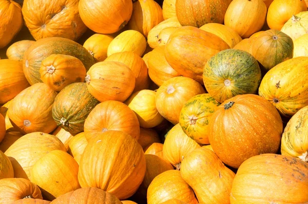 Calabaza Naranja Fresca Aislada Sobre Fondo — Foto de Stock