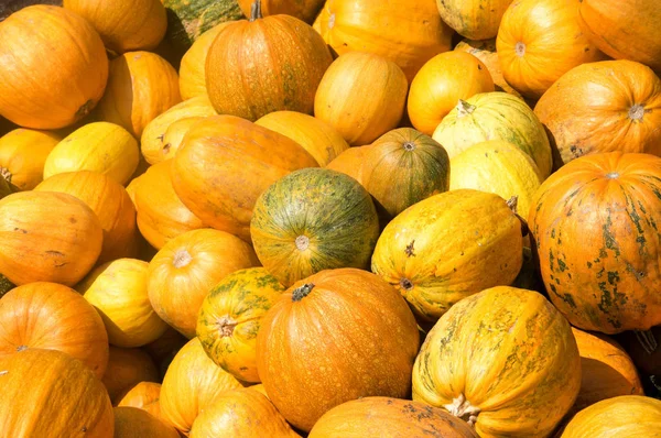 Calabaza Naranja Fresca Aislada Sobre Fondo — Foto de Stock