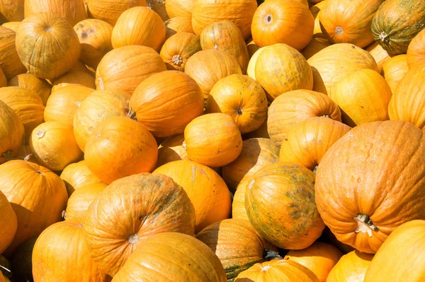 Calabaza Naranja Fresca Aislada Sobre Fondo — Foto de Stock