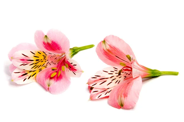 Alstroemeria วดอกไม ใกล ยงแยกก นบนพ นหล ขาว — ภาพถ่ายสต็อก