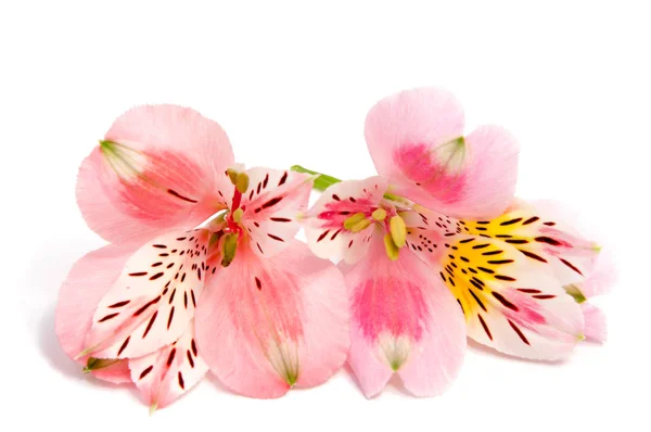 Alstroemeria Blomma Huvud Närbild Isolerad Vit Bakgrund — Stockfoto