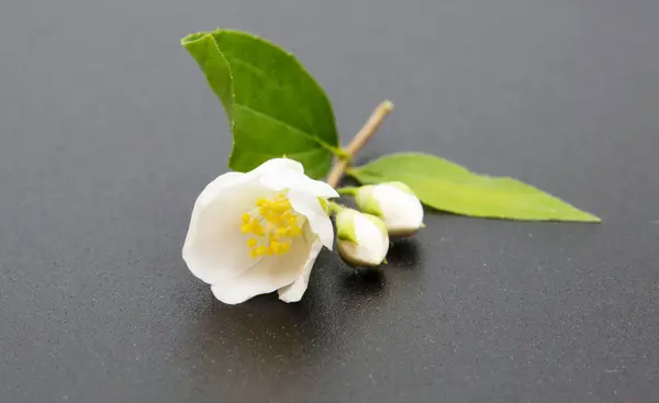 Branch Jasmine Flower Isolated White Jasmine Flower — Stock Photo, Image