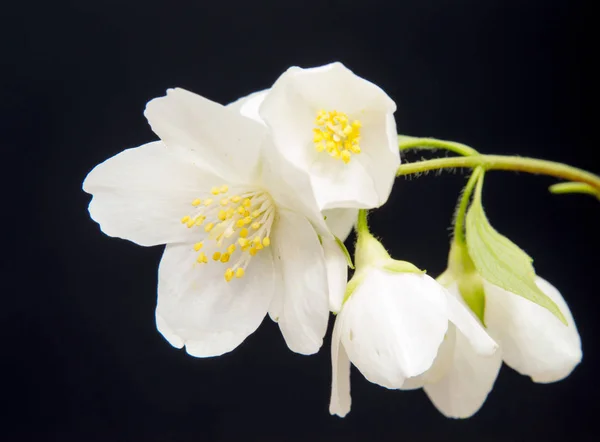 Branch Jasmine Flower Isolated White Jasmine Flower — Stock Photo, Image