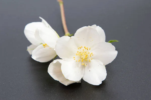 Branch Jasmine Flower Isolated White Jasmine Flower — Stock Photo, Image