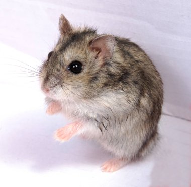 Beyaz arka planda talaş içinde Djungarian hamsterı