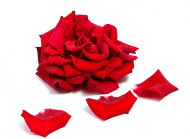 Beyaz arka plan üzerinde kesme izole kırmızı gül çiçek kafa