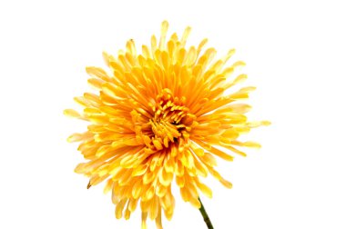 Kasımpatı çiçeği beyaz izole arka planda uzun bir sap üzerinde