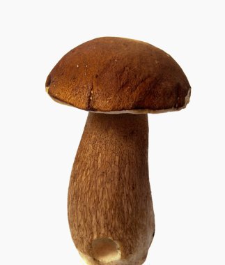 Bir kalın mantar bacak ve beyaz arka plan gıda arka plan üzerinde ıslak kap taze orman mantar çörek