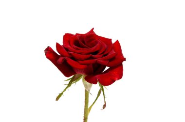 Beyaz arka plan üzerinde kesme izole kırmızı gül çiçek kafa