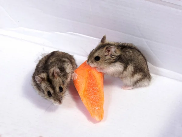 Djungarian Hamster Zaagsel Witte Achtergrond — Stockfoto