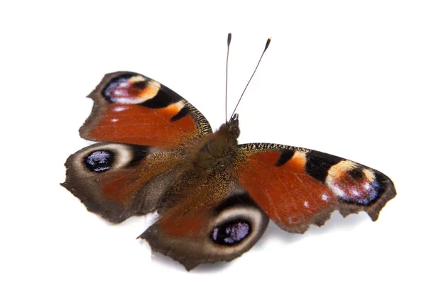 Papillon Monarque Isolé Sur Fond Blanc — Photo