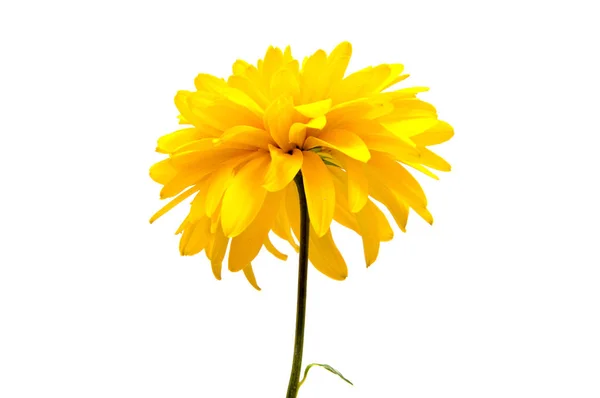 Flor Crisantemo Sobre Tallo Largo Sobre Fondo Blanco Está Aislado — Foto de Stock