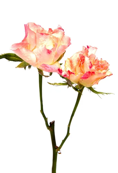 Różowe Żółte Róża Białym Tle — Zdjęcie stockowe