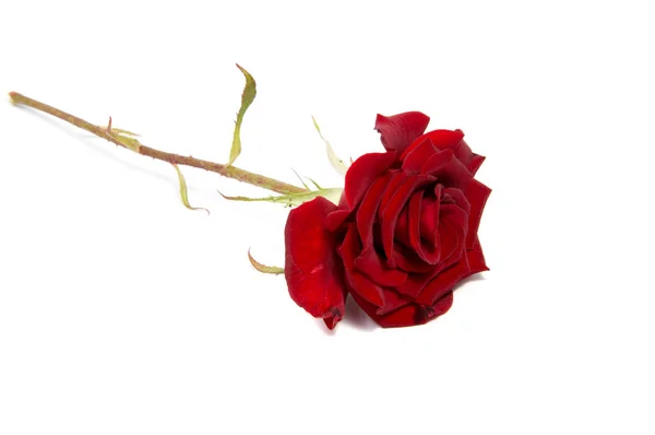 Vermelho Rosa Flor Cabeça Isolada Fundo Branco Recorte — Fotografia de Stock