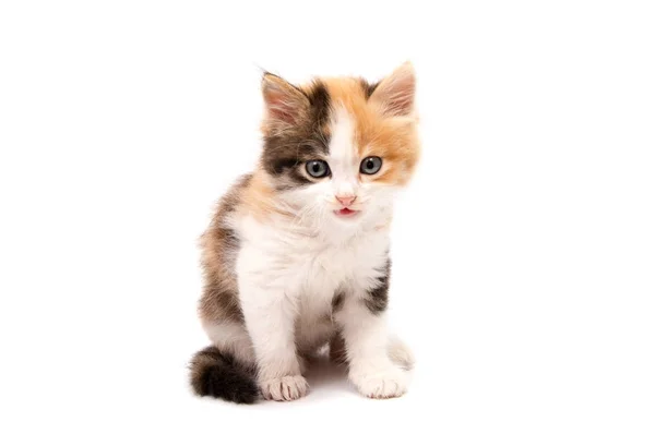 Schöne Katzenkätzchen Isoliert Auf Weißem Hintergrund — Stockfoto