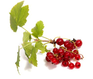 Beyaz arka plan üzerinde izole kırmızı kuş üzümü berry görünümünü kapatın. Frenk üzümü bir grup küçük yaprak yeşil kırmızı Frenküzümü fidanları ile.