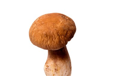 Bir kalın mantar bacak ve beyaz arka plan gıda arka plan üzerinde ıslak kap taze orman mantar çörek