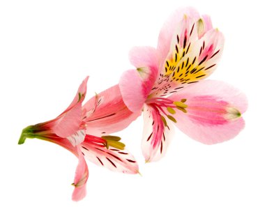 Beyaz arka plan üzerinde izole alstroemeria çiçek kafa portre
