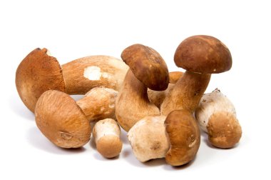 Bir kalın mantar bacak ve beyaz arka plan gıda arka plan üzerinde ıslak kap taze orman mantar çörek