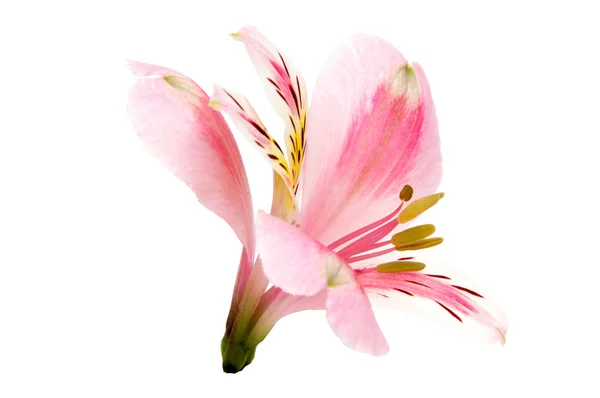 Alstroemeria Цветок Голову Крупным Планом Изолированы Белом Фоне — стоковое фото