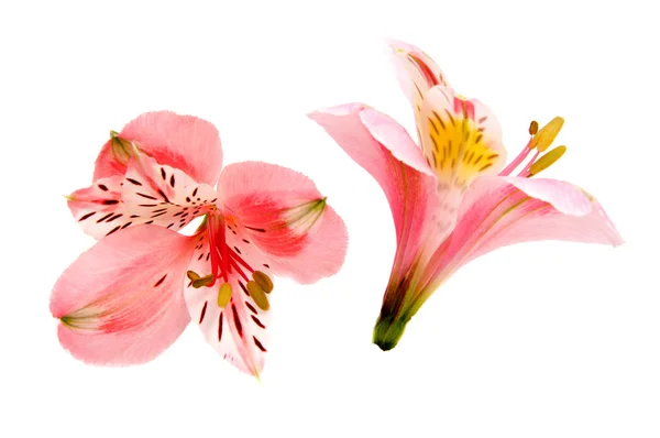 アルストロメリアの花の頭クローズ アップ ホワイト バック グラウンドの分離 — ストック写真