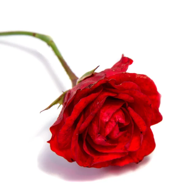 Rosier Rouge Tête Fleur Isolé Sur Fond Blanc — Photo