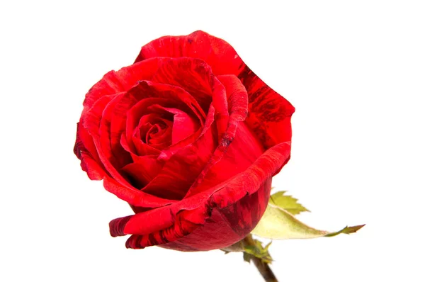 赤いバラの花頭の白い背景の切り欠きに分離 — ストック写真