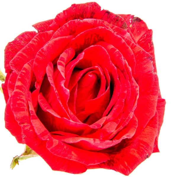 Rosier Rouge Tête Fleur Isolé Sur Fond Blanc Découpe — Photo