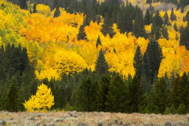 Autumn Colors in Colorado clipart