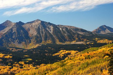 Autumn aspens near Kebler Pass  in Colorado clipart