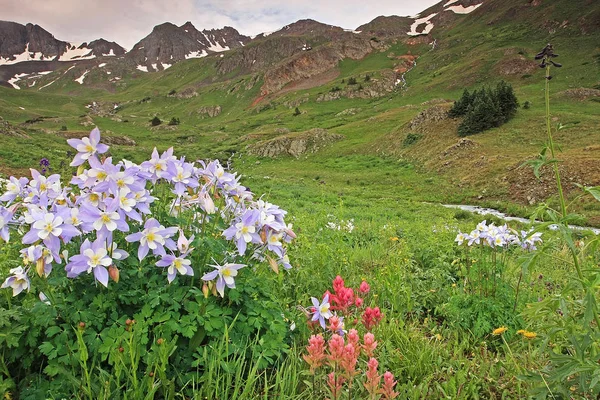 Rocky Dağları'nda Colorado Columbines