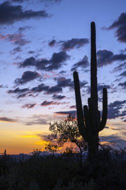 Günbatımı Sonoran Çölü'nde