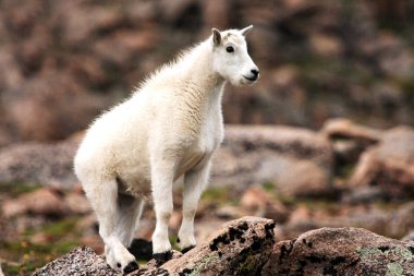 Bebek dağ keçisi Mt. Evans üzerinde