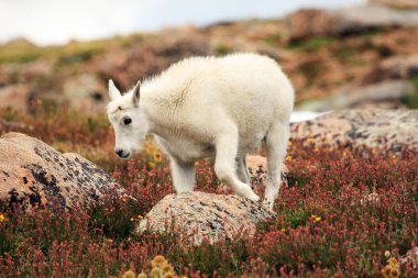 Bebek dağ keçisi Mt. Evans üzerinde
