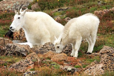 Dağ keçileri Mt. Evans üzerinde