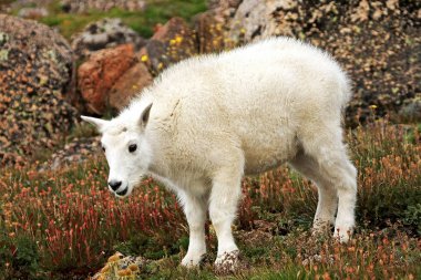 Bebek dağ keçisi Mt. Evans üzerinde