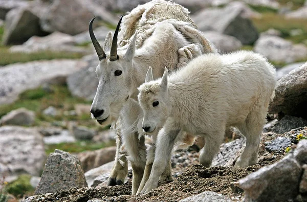 Anne ve bebek dağ keçisi (Oreamnos americanus)