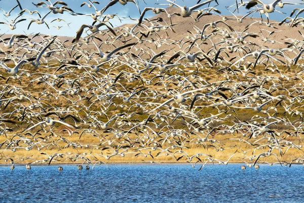 Gansos de nieve en Bosque del Apache NWR en Nuevo México al amanecer — Foto de Stock