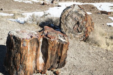 Sertleştirilmiş Dune üstüne taşlaşmış günlüğü